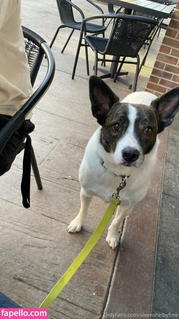 vixenshelbyfree Onlyfans Photo Gallery 