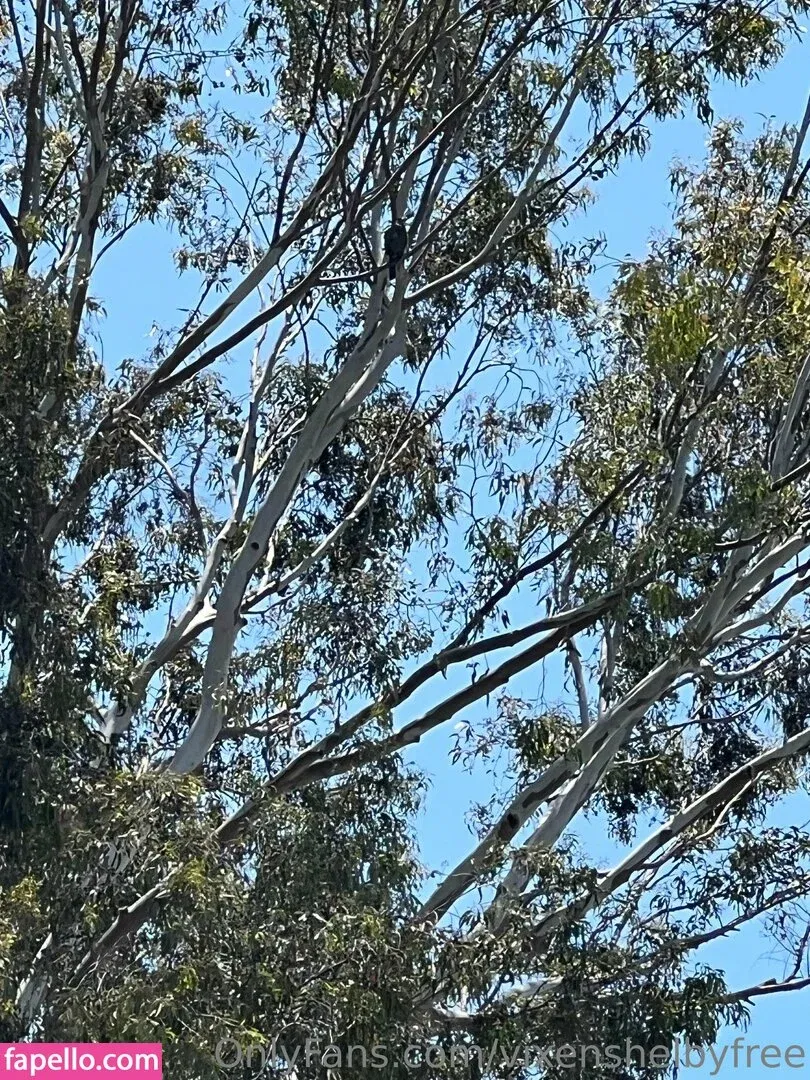 vixenshelbyfree Onlyfans Photo Gallery 