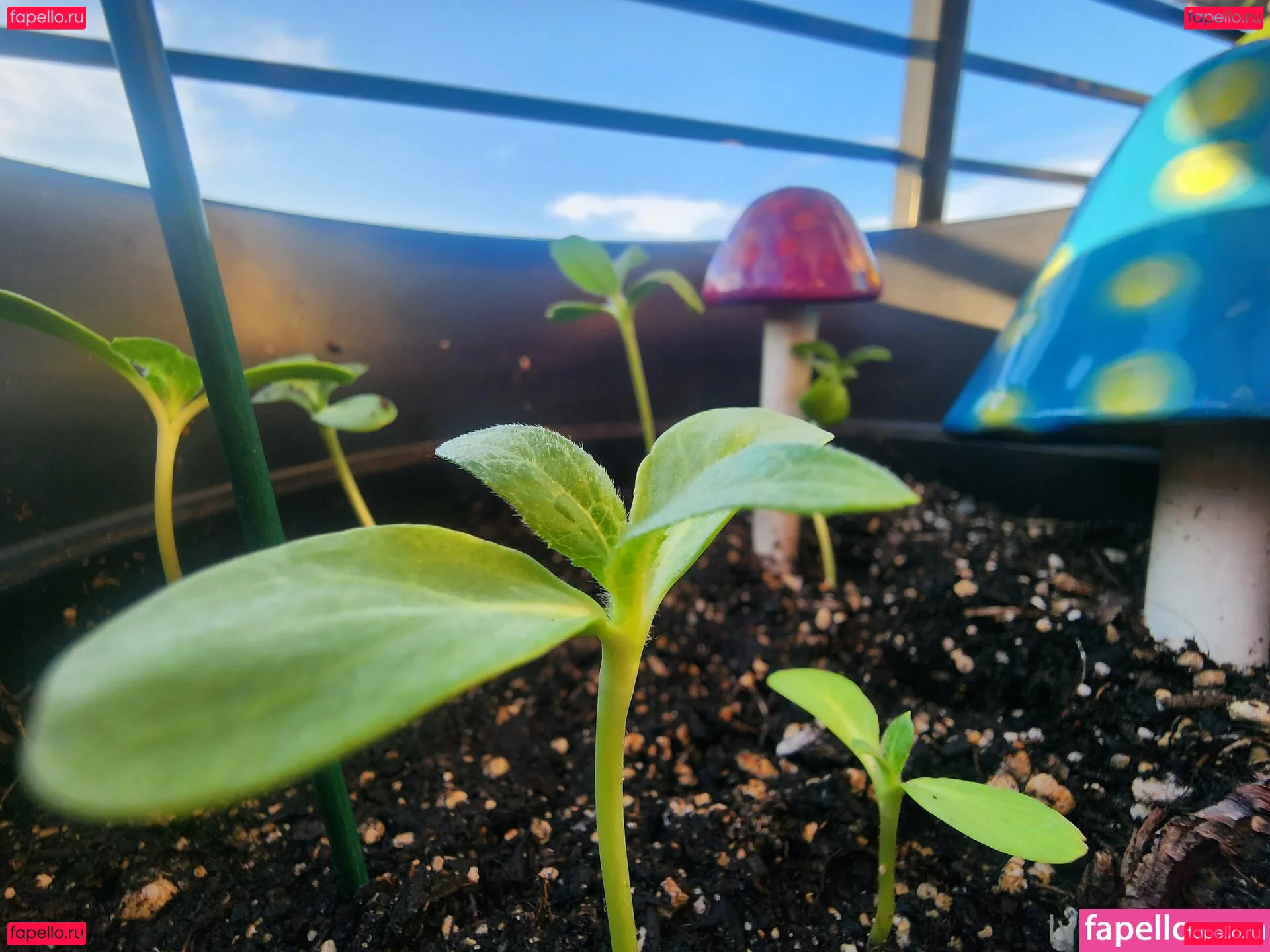 Ivysrevenge Onlyfans Photo Gallery 