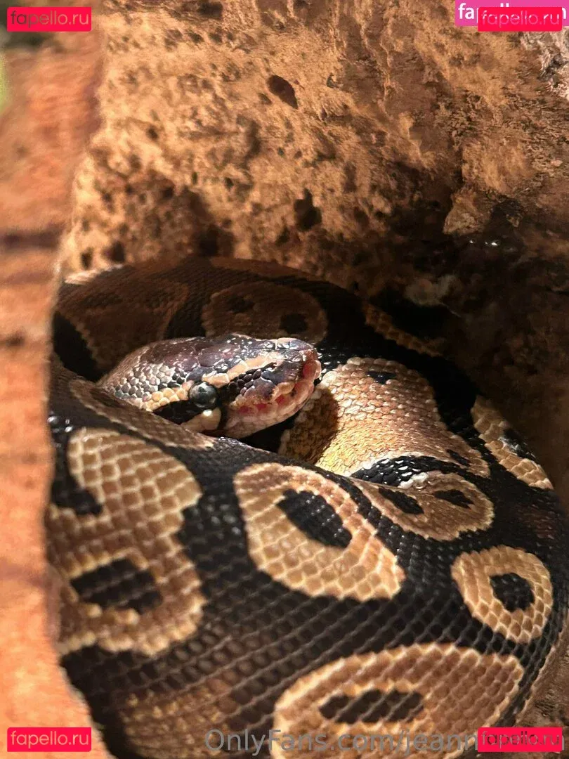 jeannnnnnn Onlyfans Photo Gallery 