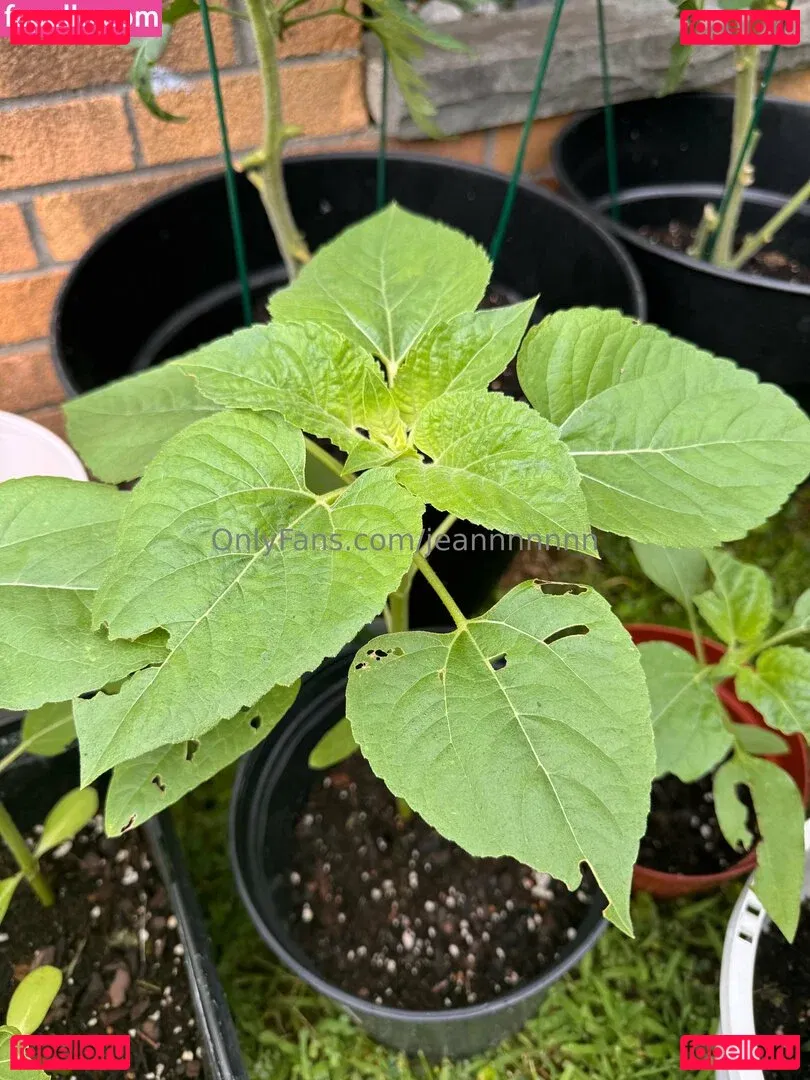 jeannnnnnn Onlyfans Photo Gallery 