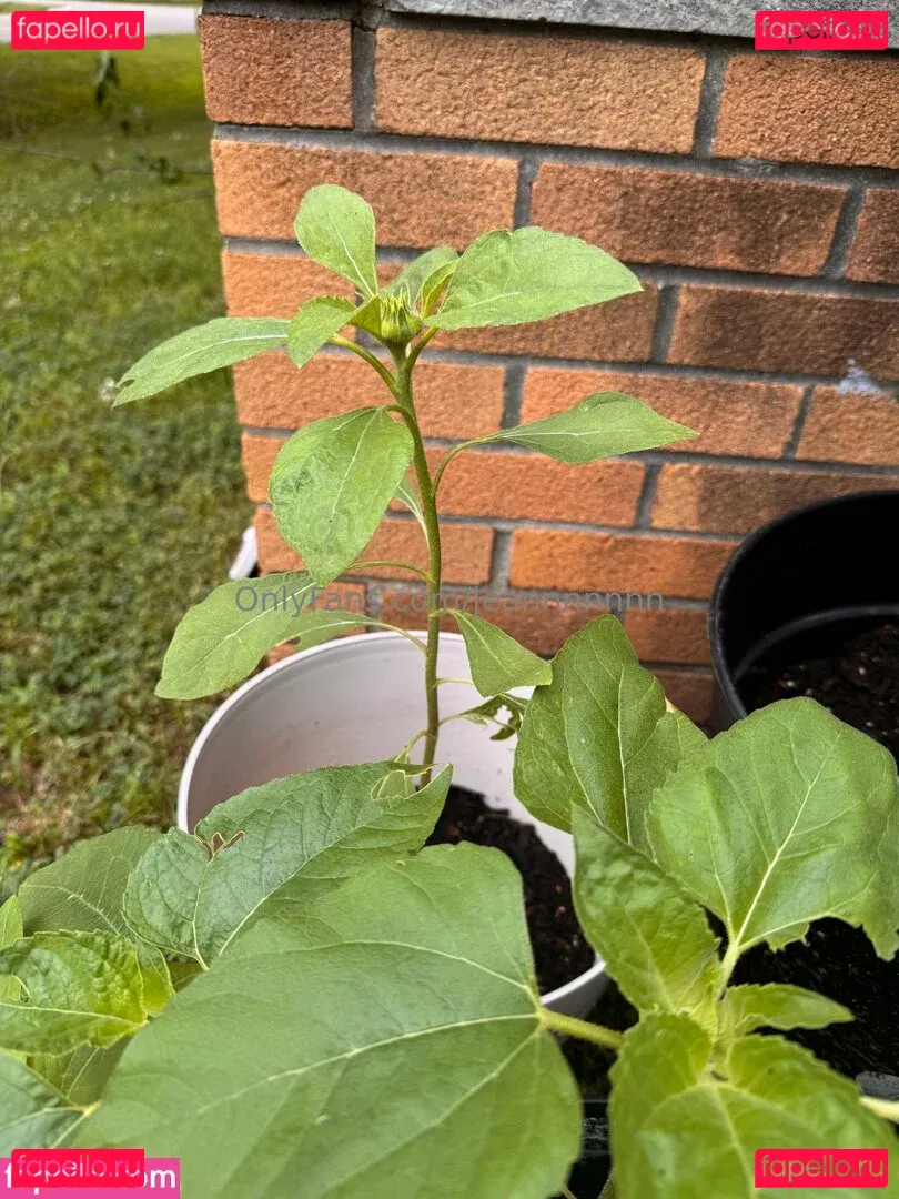 jeannnnnnn Onlyfans Photo Gallery 