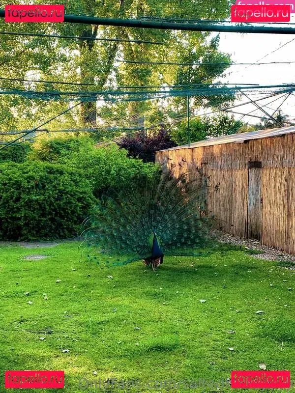 Saltedhoney Onlyfans Photo Gallery 