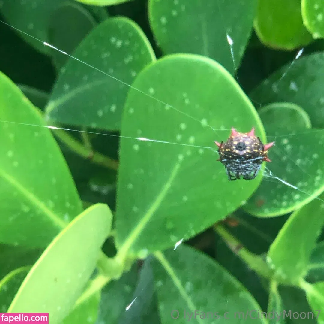 cindymoon7 Onlyfans Photo Gallery 