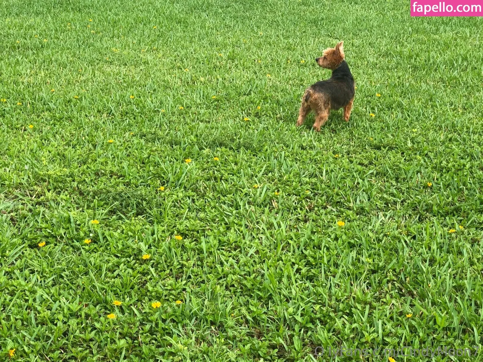 cindymoon7 Onlyfans Photo Gallery 