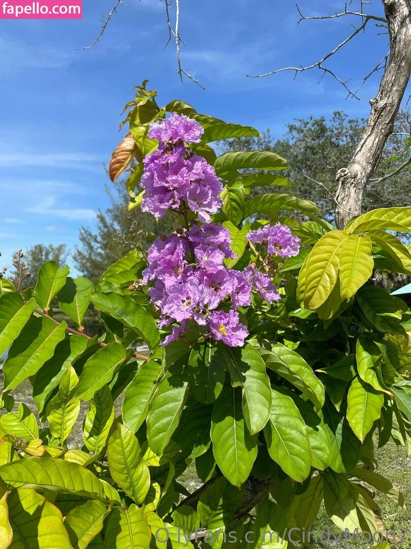 cindymoon7 Onlyfans Photo Gallery 