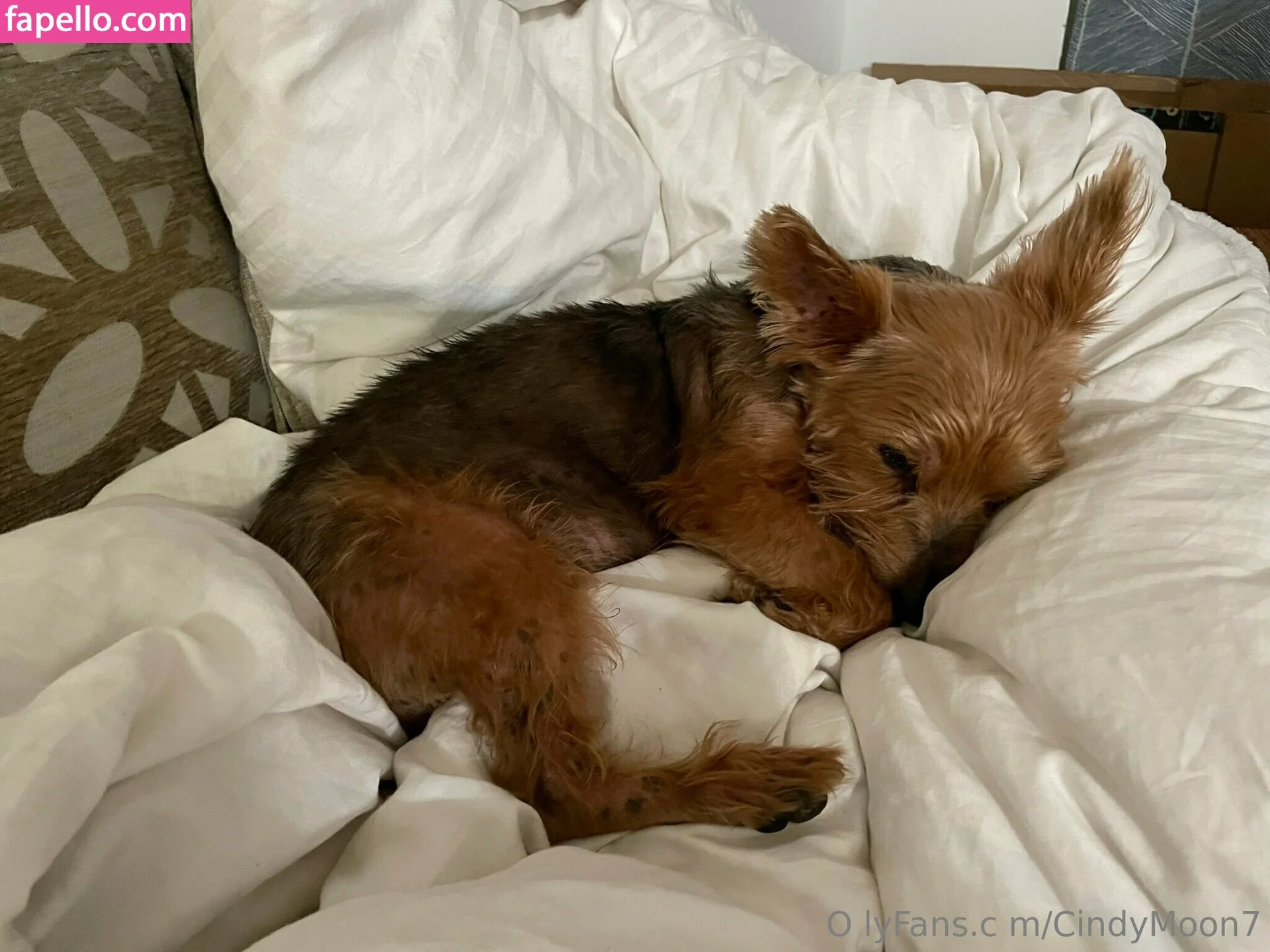 cindymoon7 Onlyfans Photo Gallery 