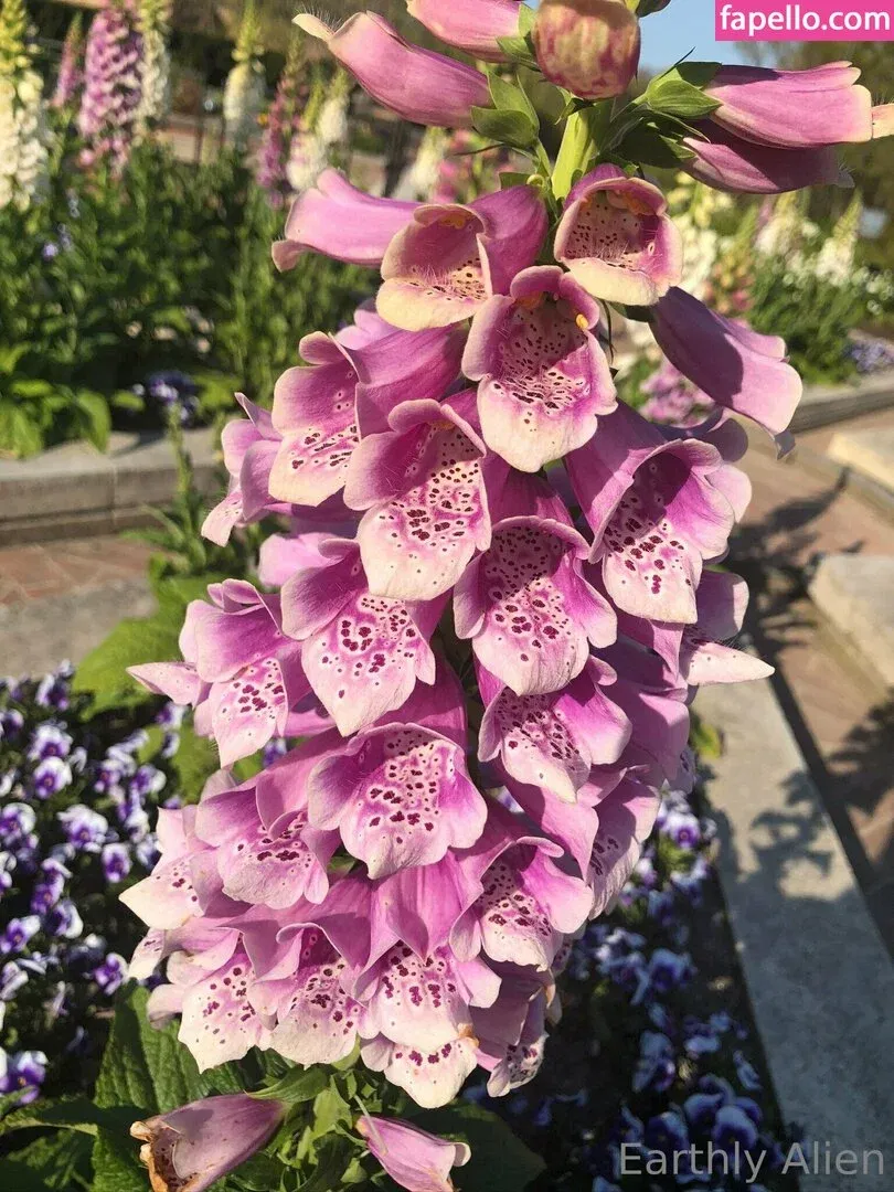 earthlyalien Onlyfans Photo Gallery 