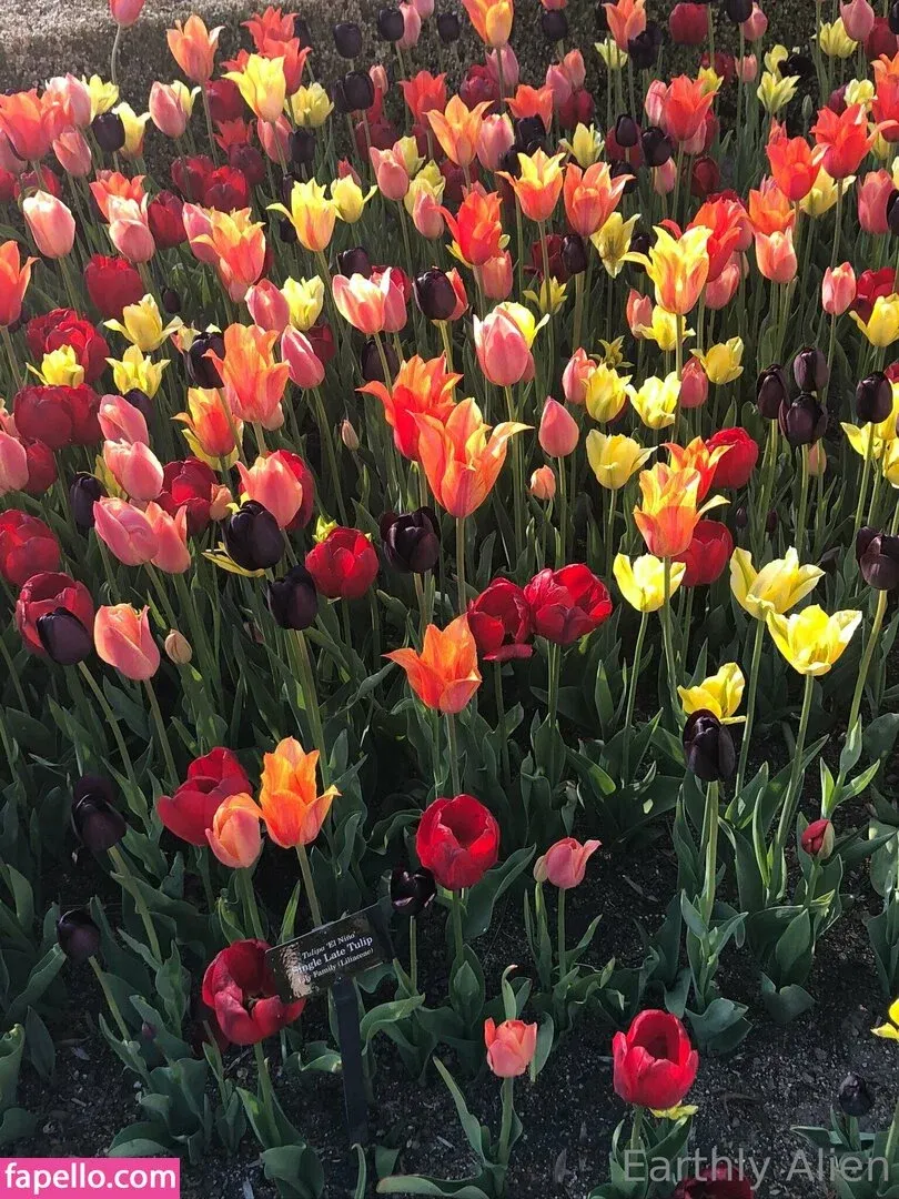 earthlyalien Onlyfans Photo Gallery 