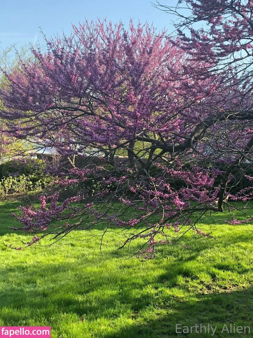 earthlyalien Onlyfans Photo Gallery 