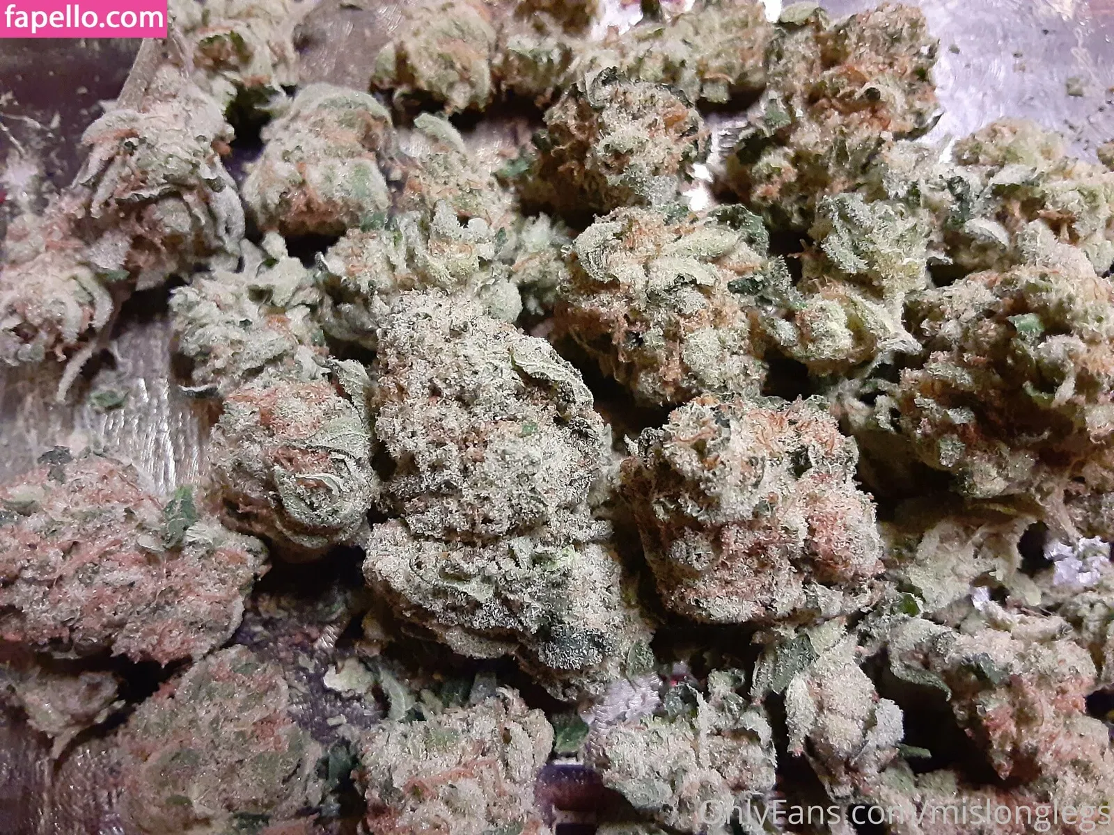 mislonglegs Onlyfans Photo Gallery 