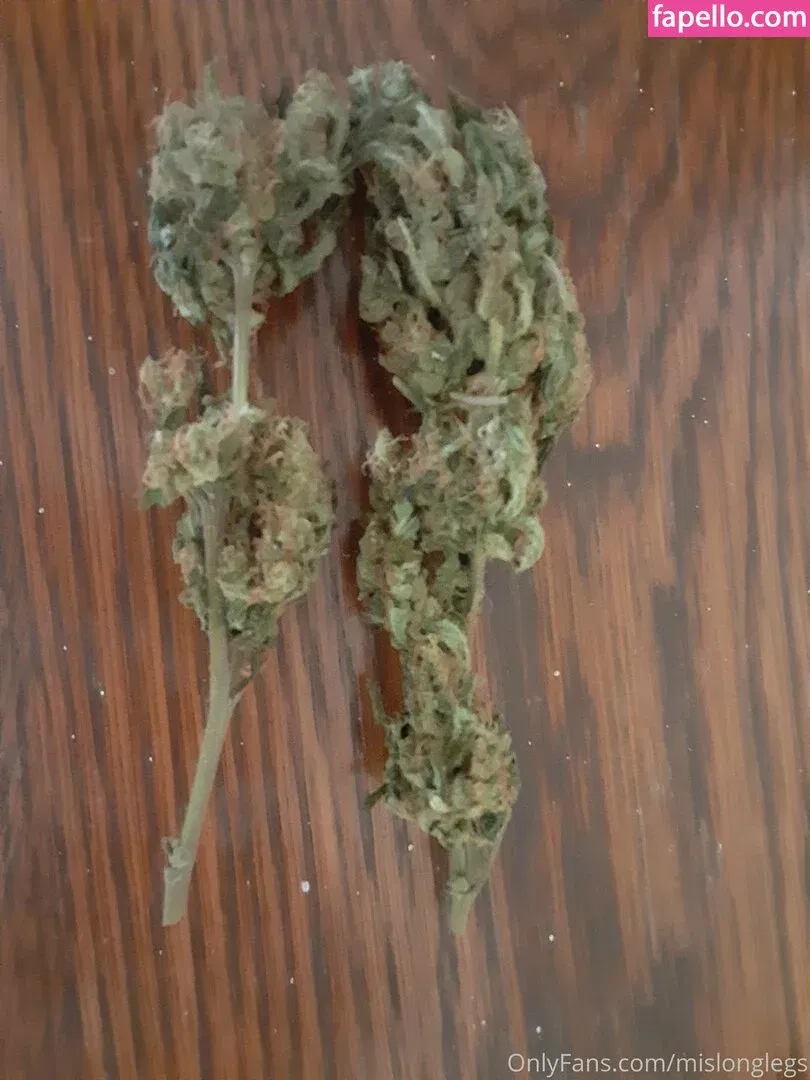 mislonglegs Onlyfans Photo Gallery 