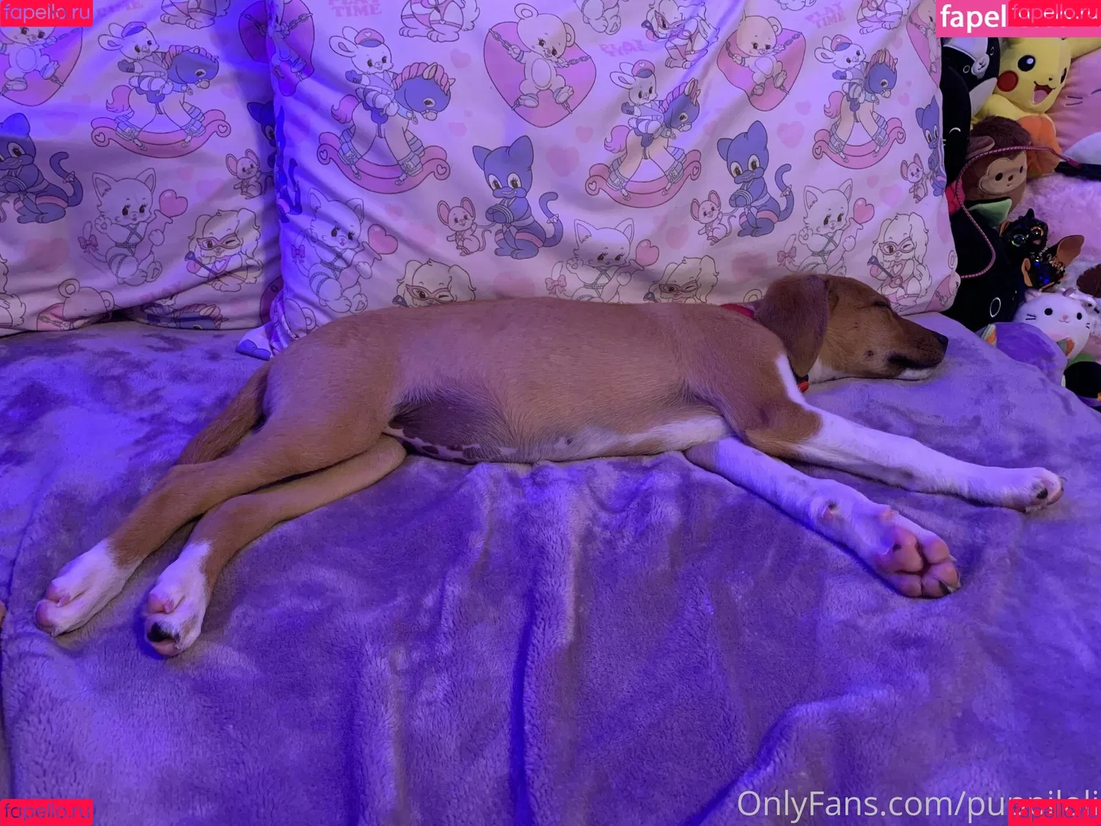 Puppiloli Onlyfans Photo Gallery 
