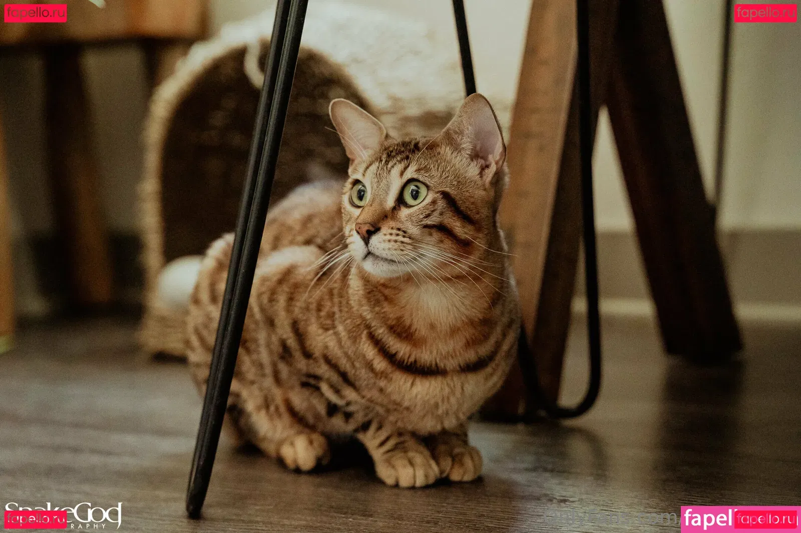 Eva Maxim Onlyfans Photo Gallery 