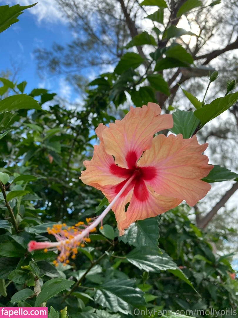 Mollypills Onlyfans Photo Gallery 