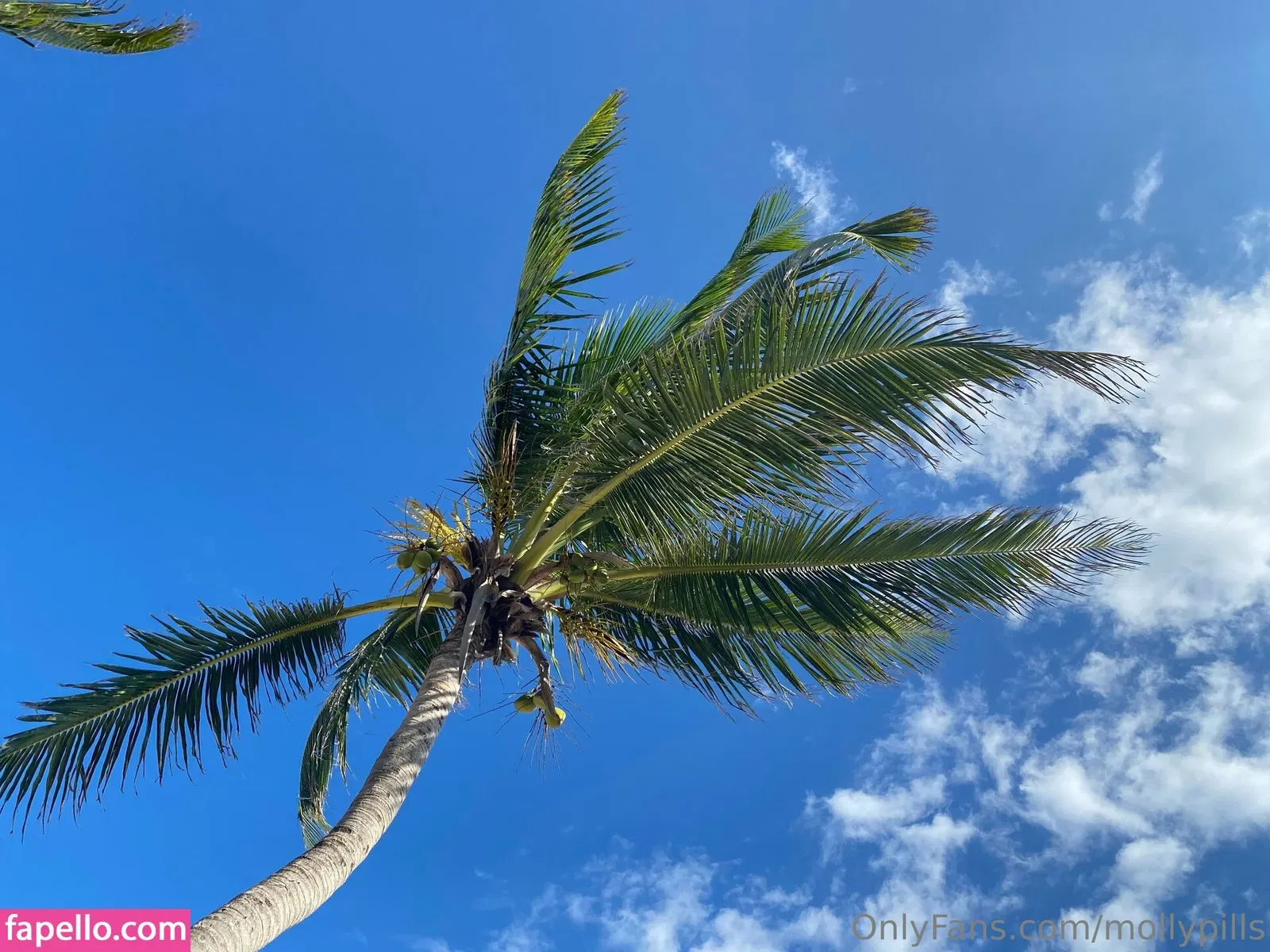 Mollypills Onlyfans Photo Gallery 