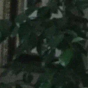 fox_anatomy Onlyfans Photo Gallery 