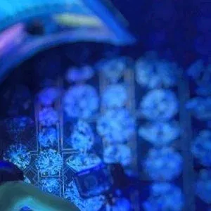 sakurafit Onlyfans Photo Gallery 