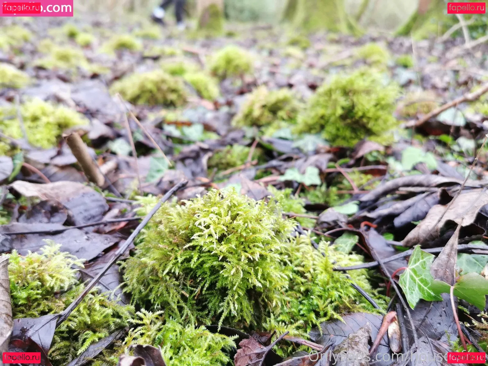 houseofrae Onlyfans Photo Gallery 