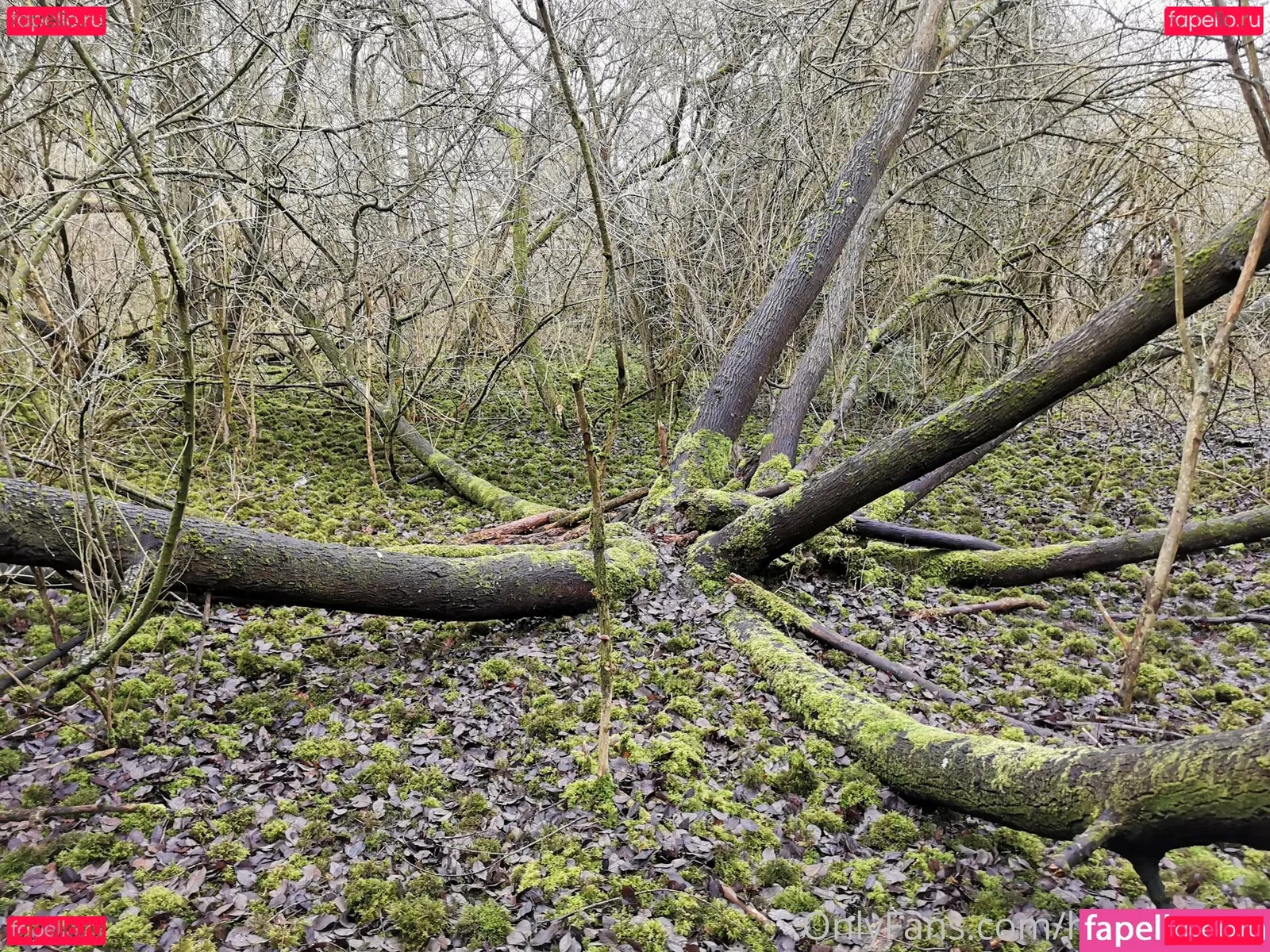 houseofrae Onlyfans Photo Gallery 