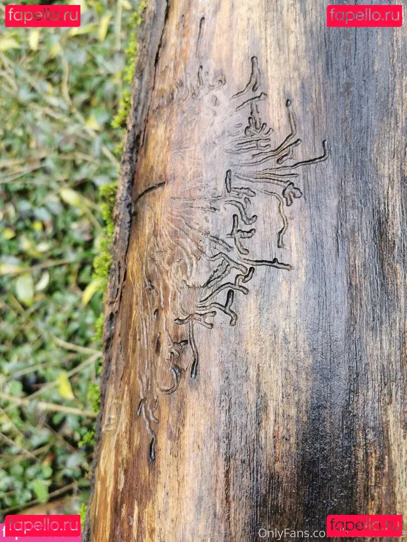 houseofrae Onlyfans Photo Gallery 