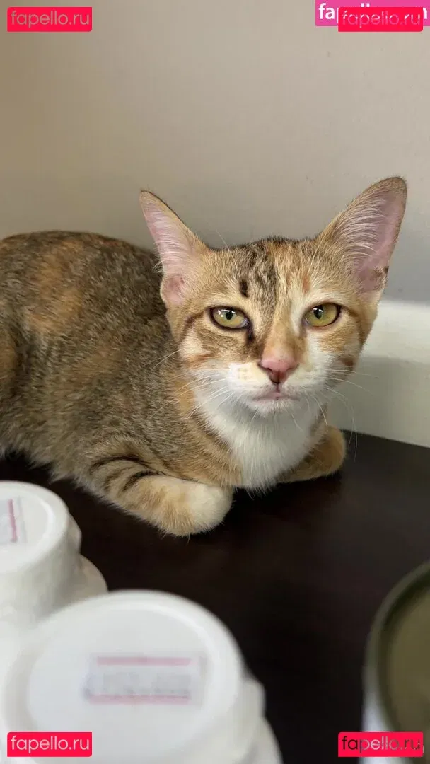 ZinieQ Onlyfans Photo Gallery 