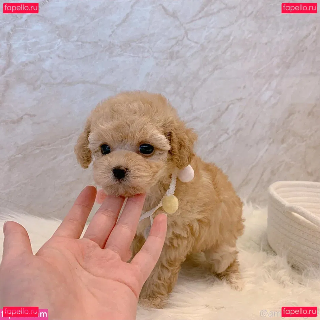 amysong99 Onlyfans Photo Gallery 