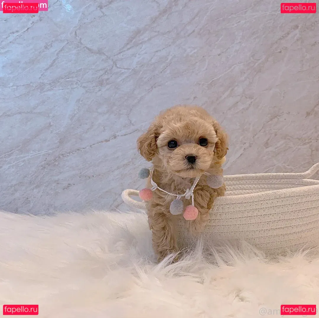 amysong99 Onlyfans Photo Gallery 