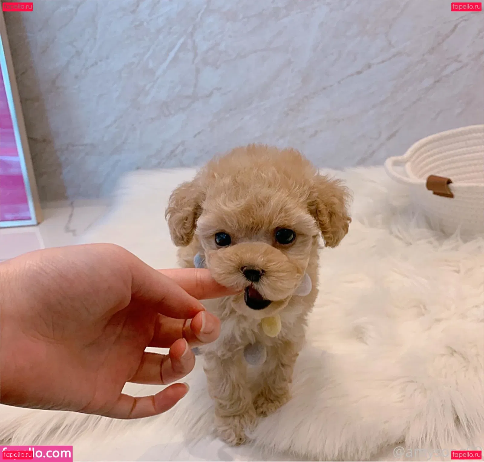 amysong99 Onlyfans Photo Gallery 