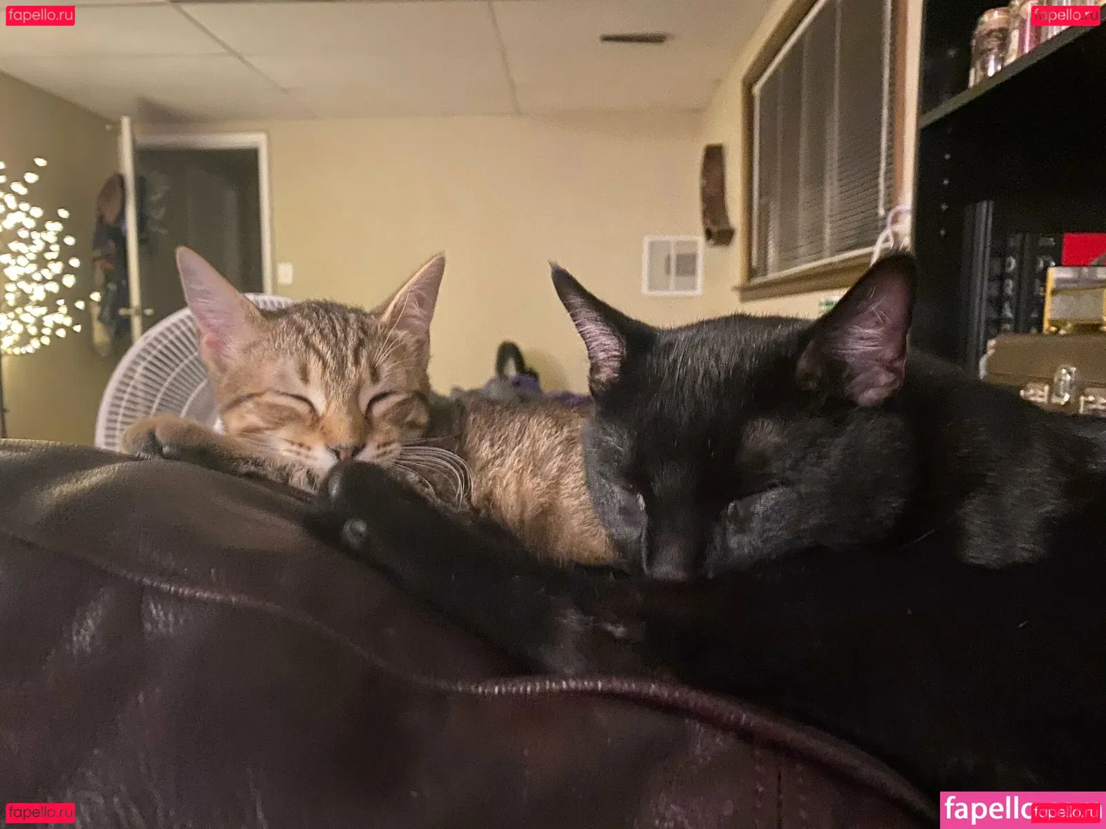 nikkiinatural Onlyfans Photo Gallery 