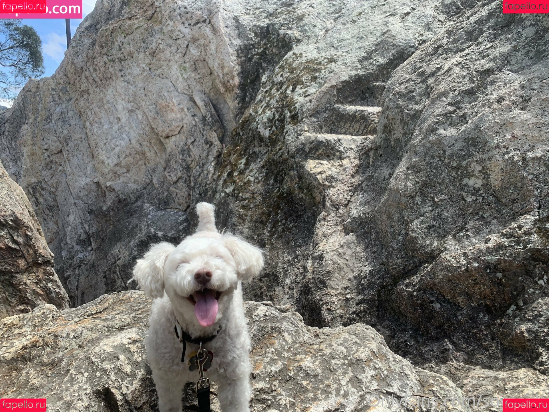 Soyacide Onlyfans Photo Gallery 