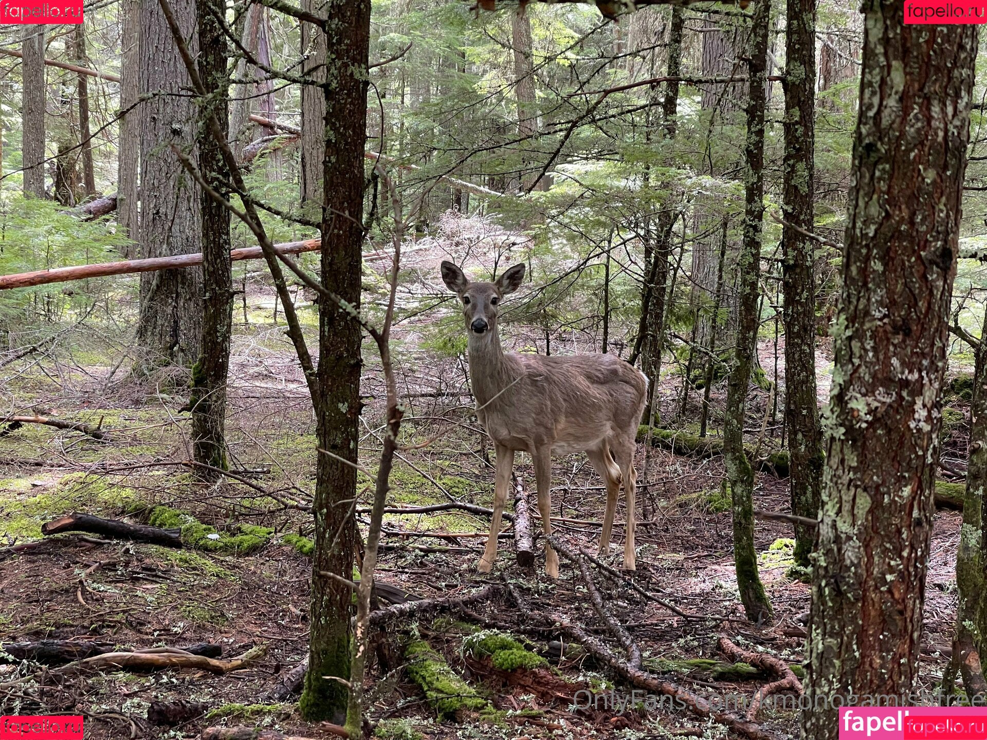 kmonogamishfree Onlyfans Photo Gallery 