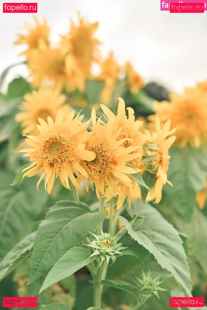 eeelyeee Onlyfans Photo Gallery 