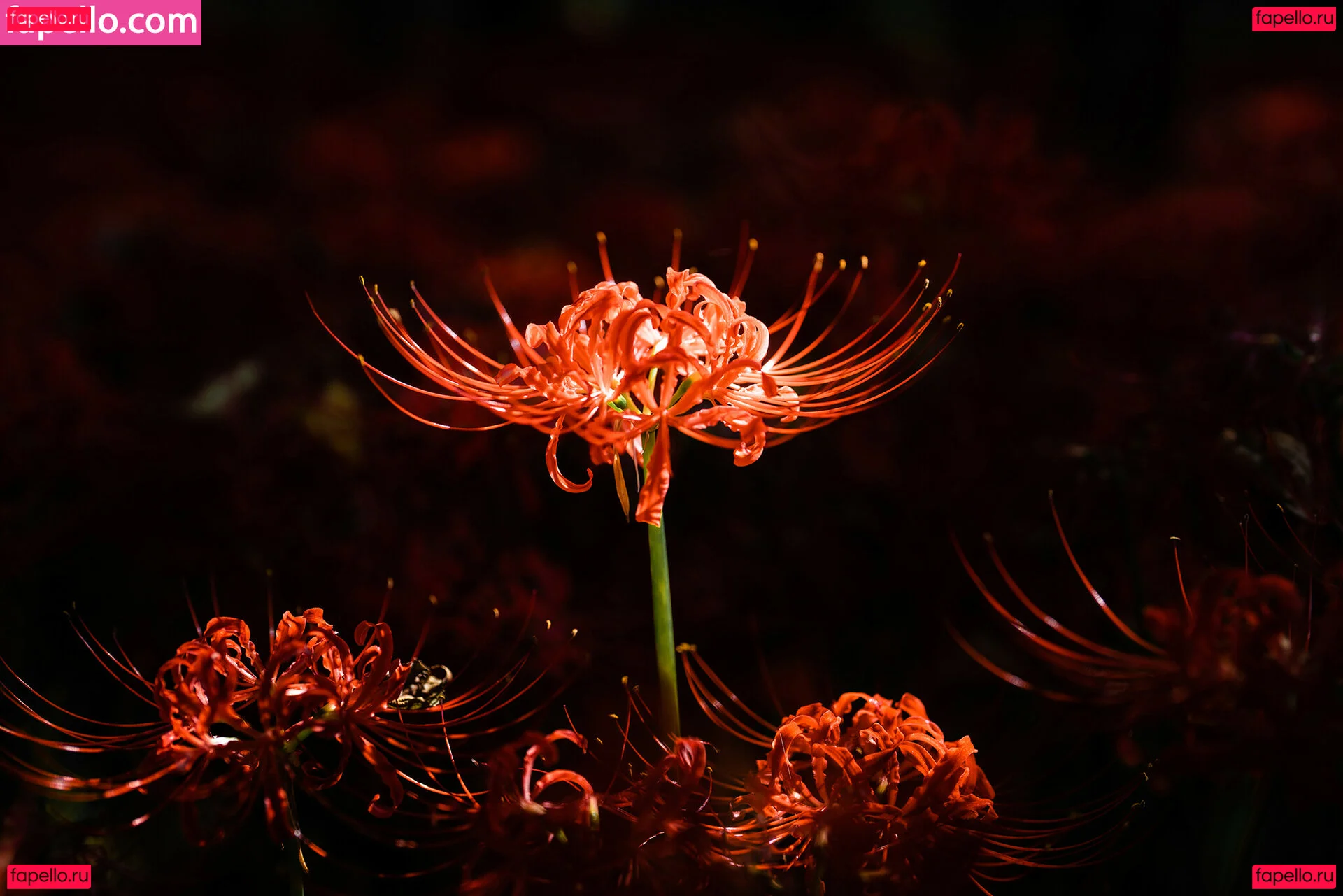 eeelyeee Onlyfans Photo Gallery 