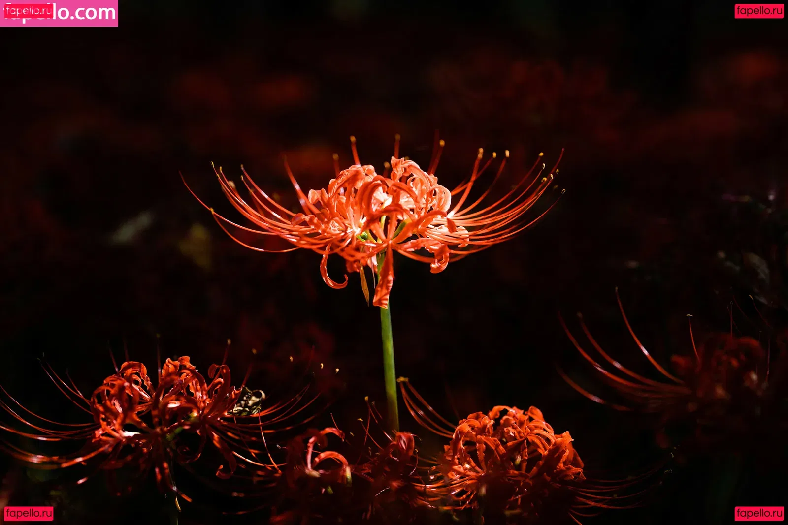 eeelyeee Onlyfans Photo Gallery 