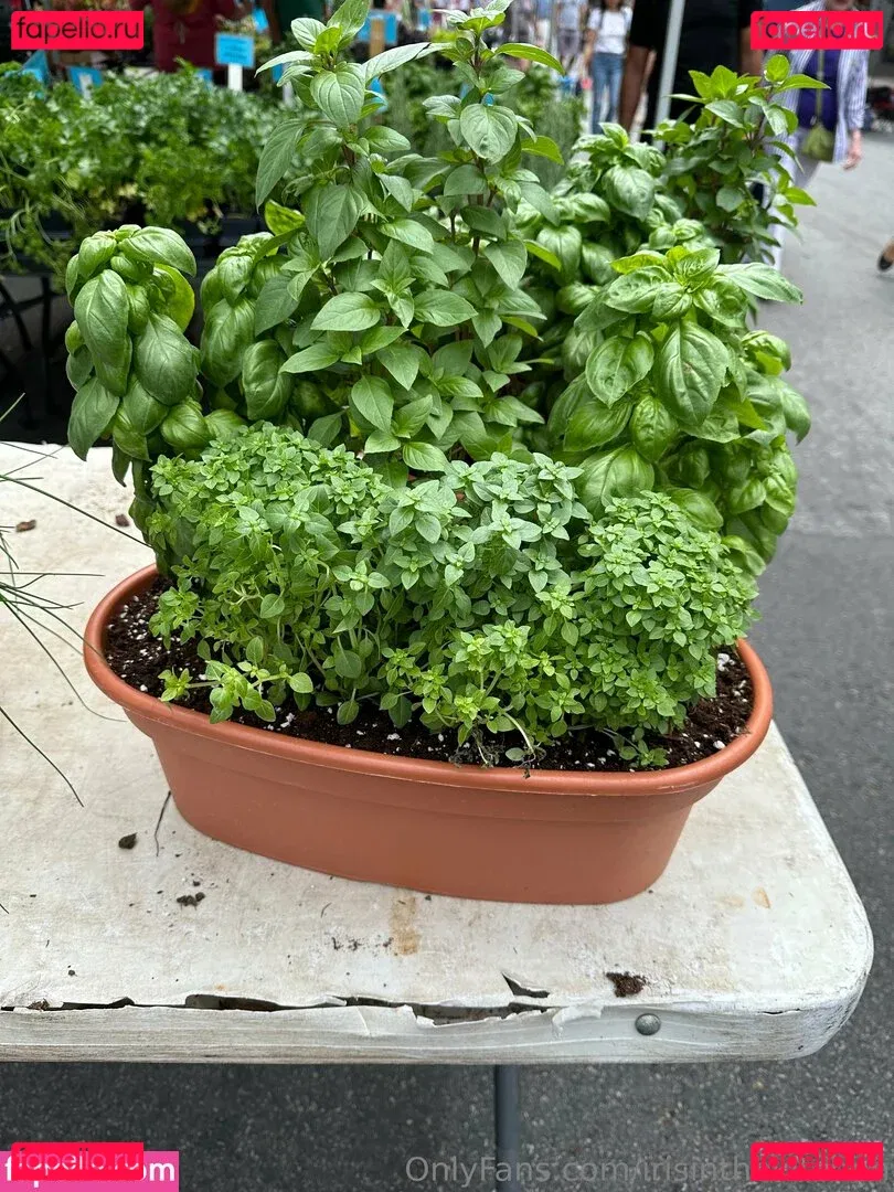 irisinthekitchen Onlyfans Photo Gallery 