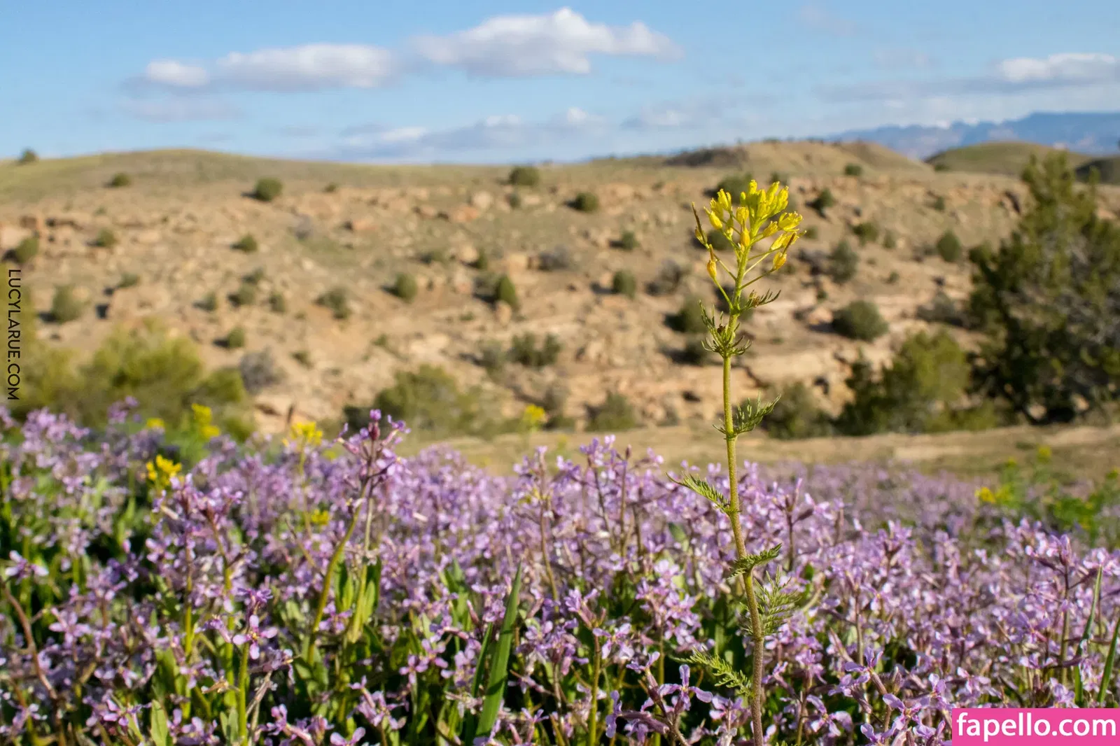 lucylarue Onlyfans Photo Gallery 