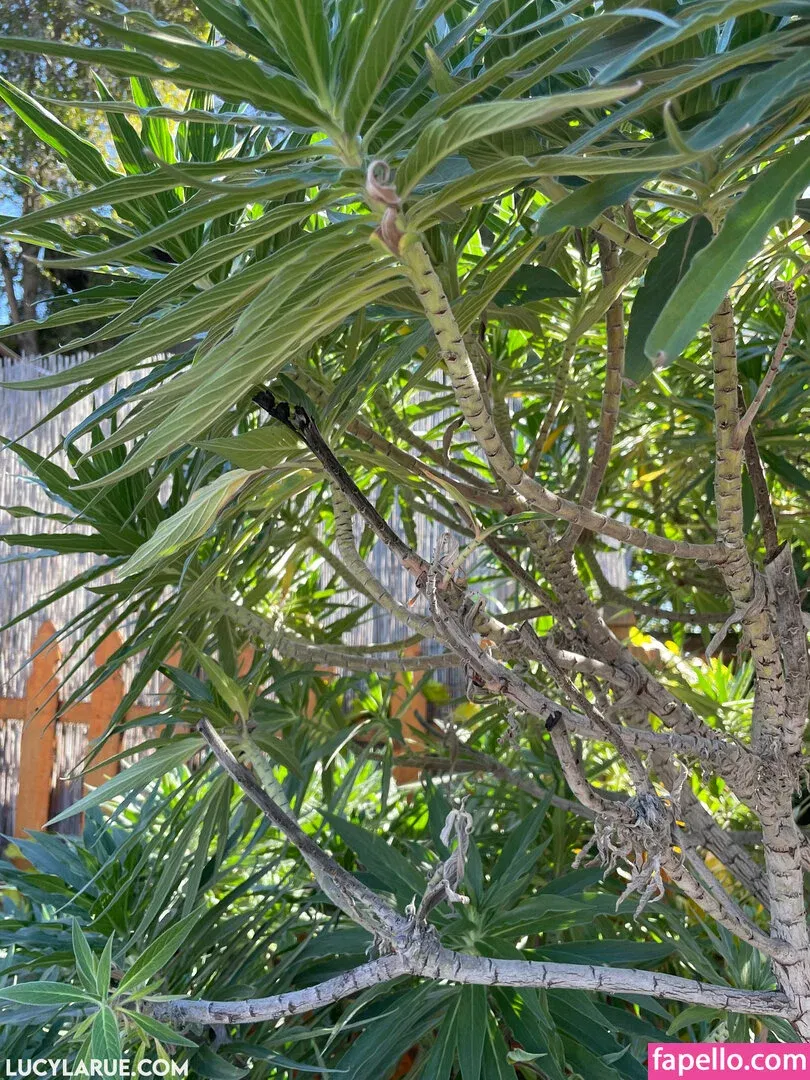 lucylarue Onlyfans Photo Gallery 