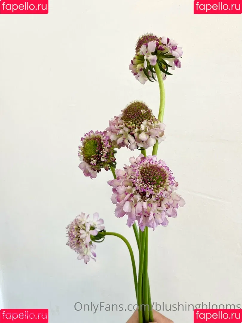 blushingblooms Onlyfans Photo Gallery 