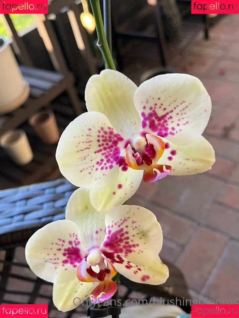 blushingblooms Onlyfans Photo Gallery 