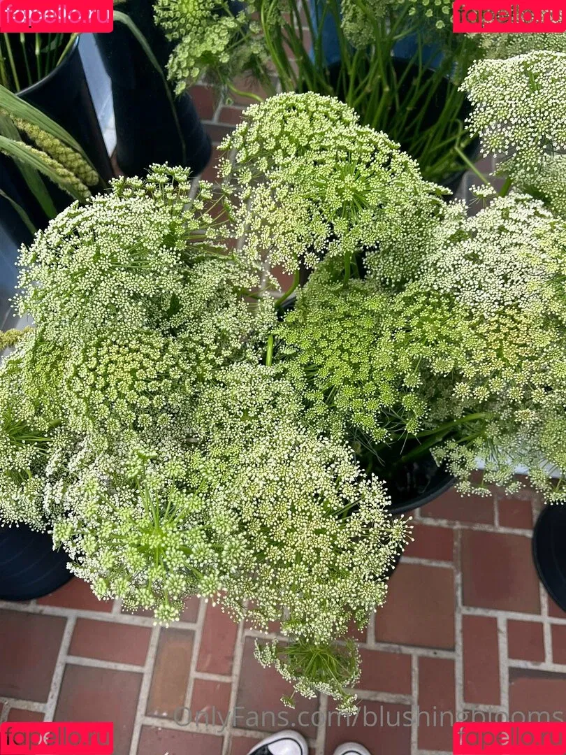 blushingblooms Onlyfans Photo Gallery 