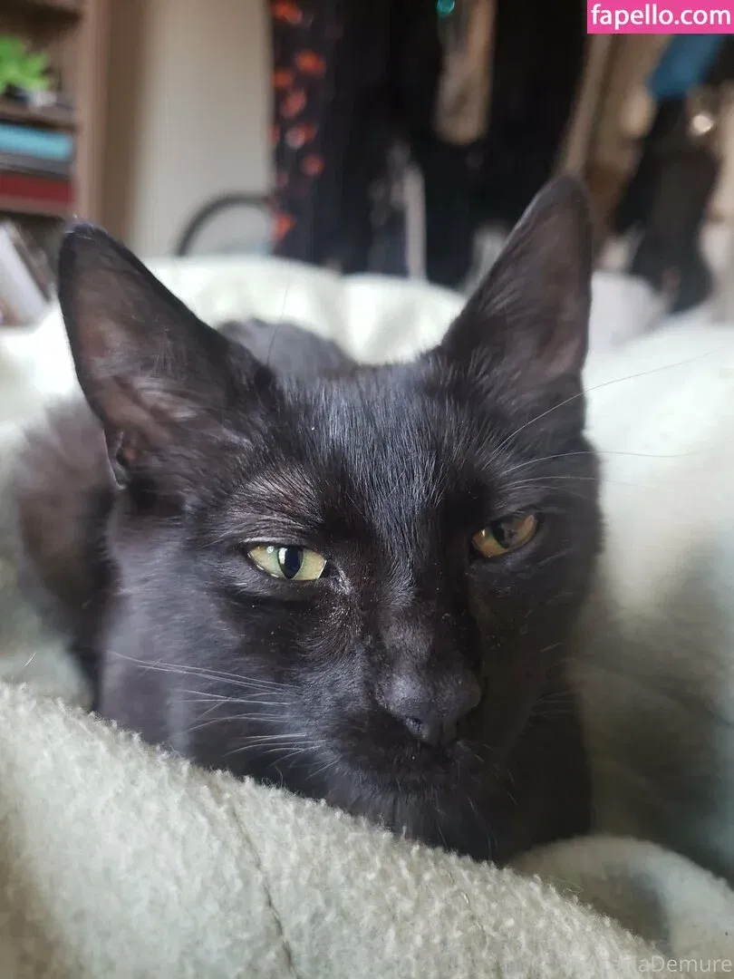 molotovcocktease Onlyfans Photo Gallery 