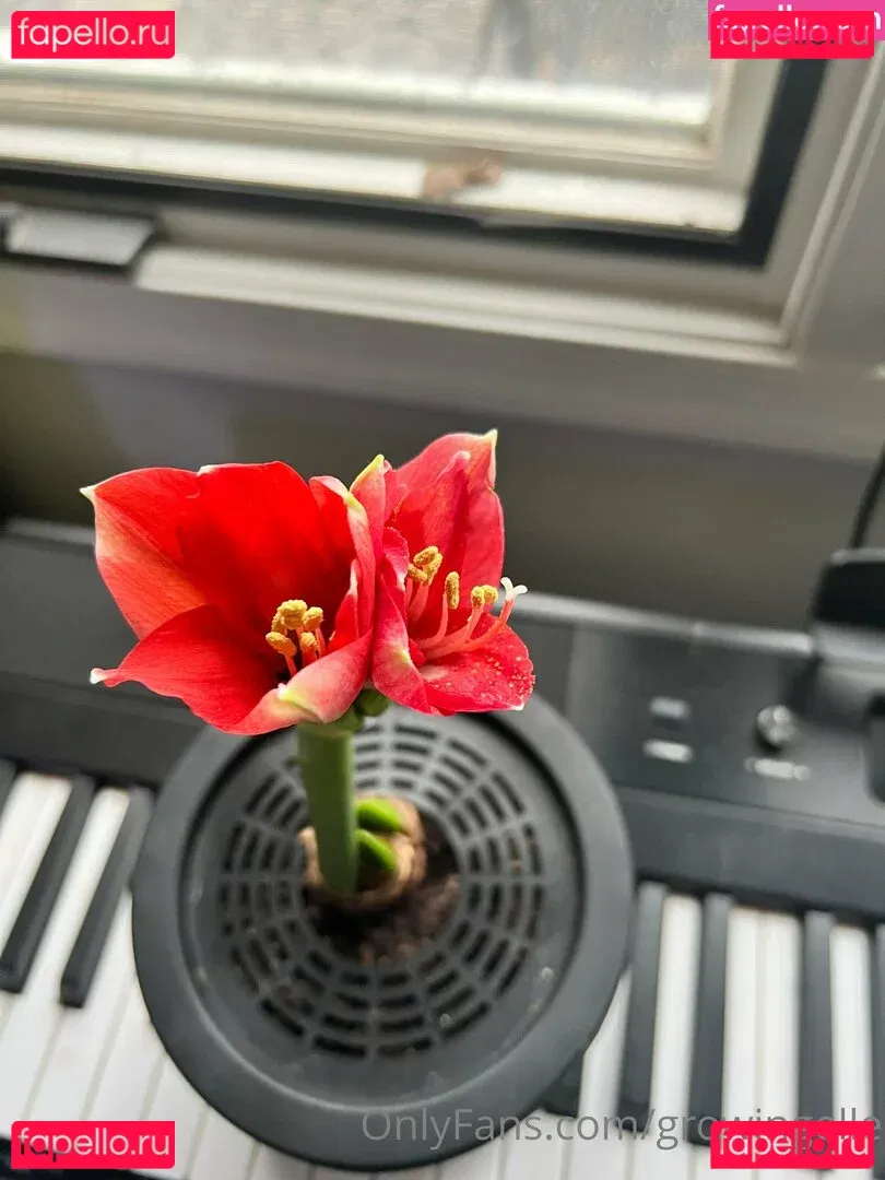 growingellex Onlyfans Photo Gallery 