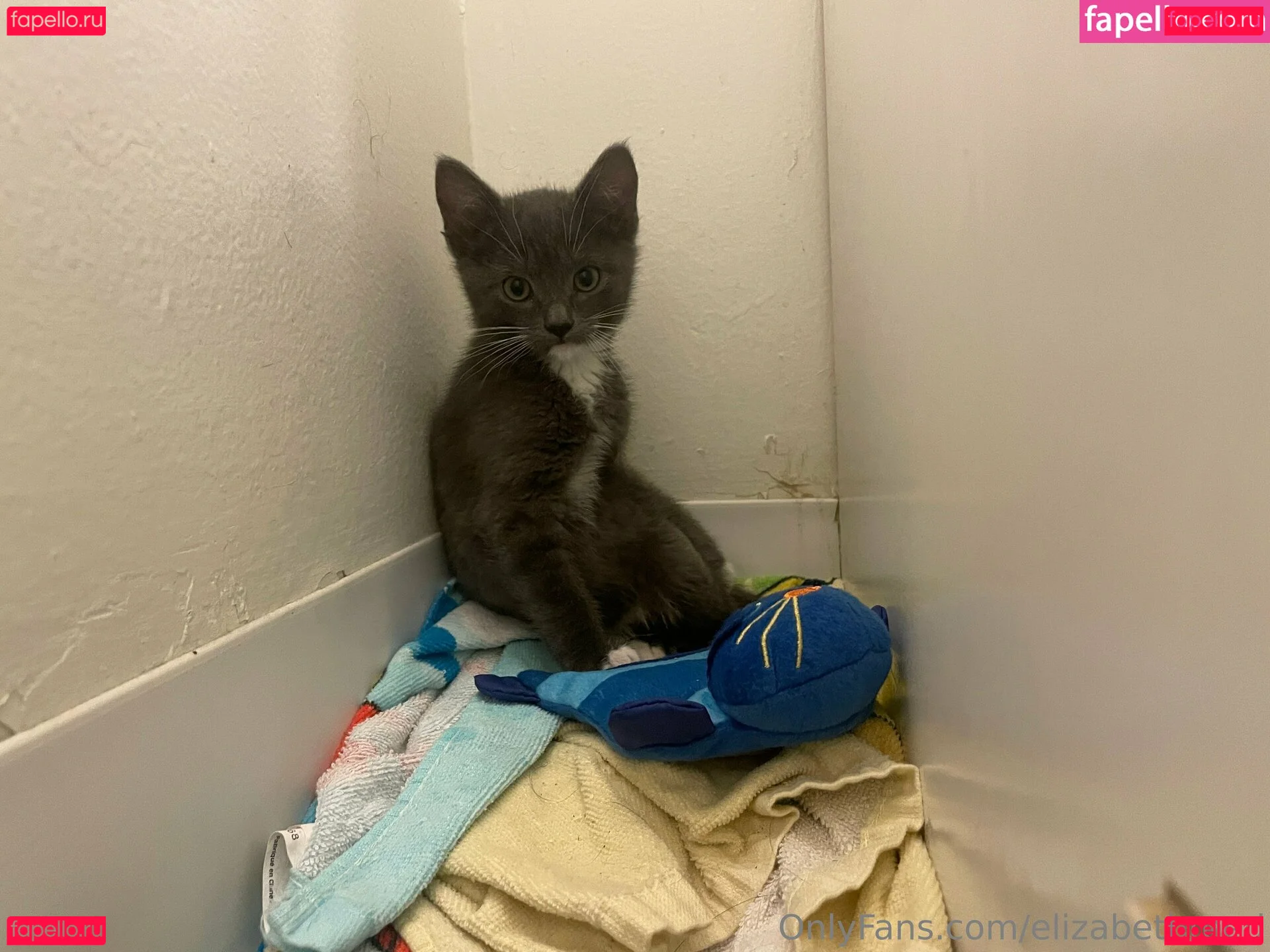 elizabethreed Onlyfans Photo Gallery 