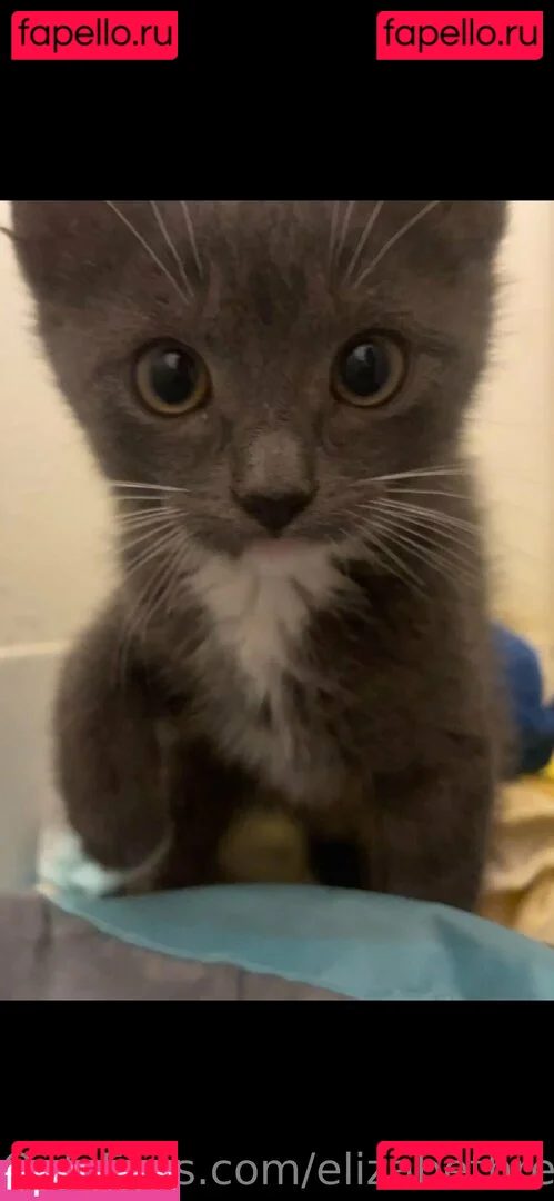 elizabethreed Onlyfans Photo Gallery 