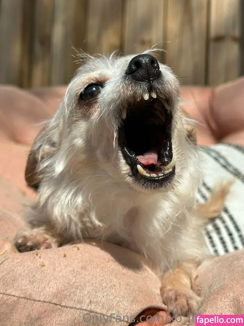 xo_lilhuni_xo Onlyfans Photo Gallery 