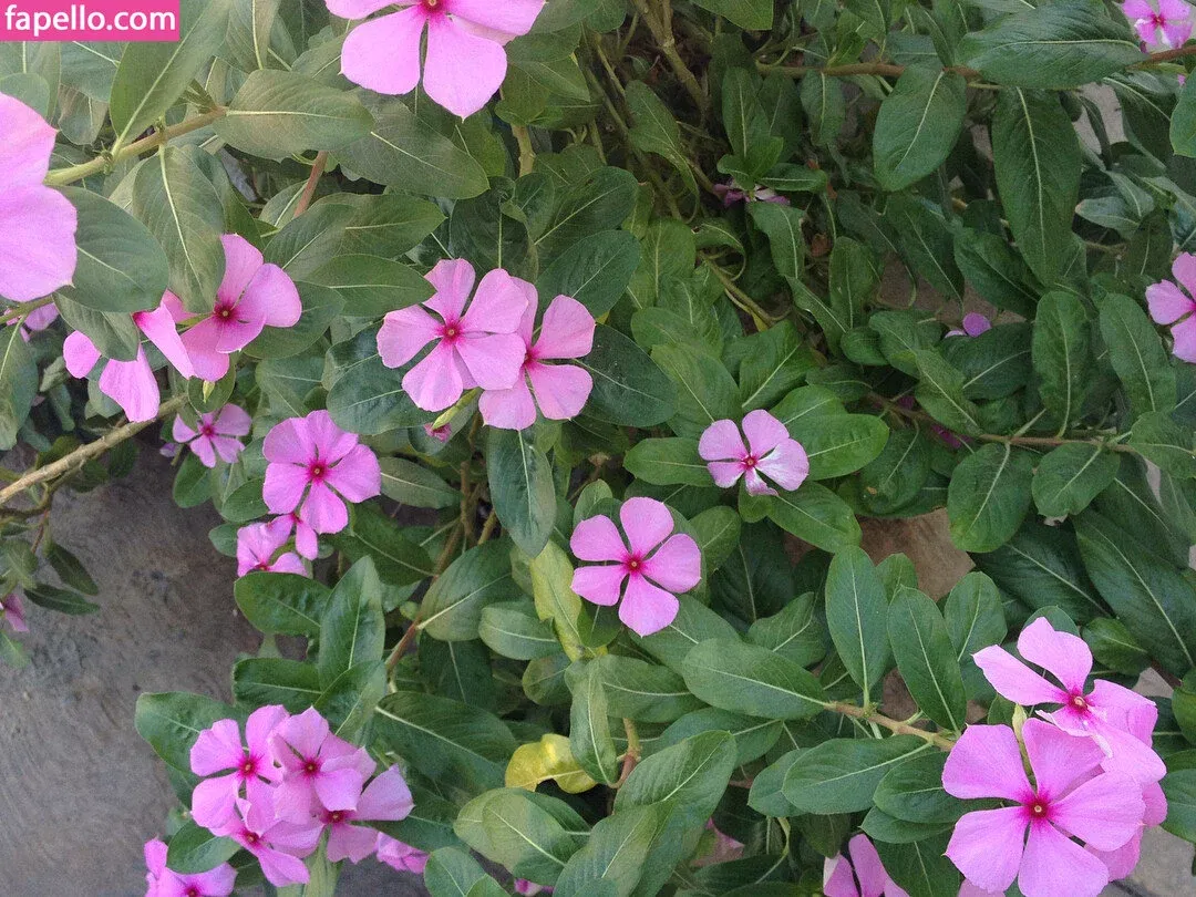 Lucillexs Onlyfans Photo Gallery 