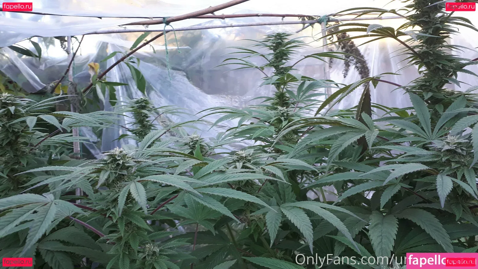 uncut88888 Onlyfans Photo Gallery 