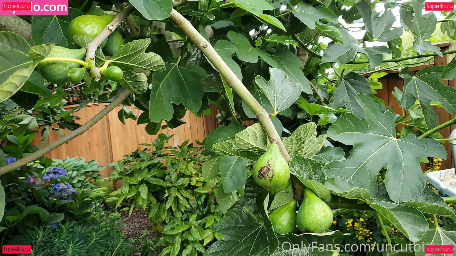 uncut88888 Onlyfans Photo Gallery 