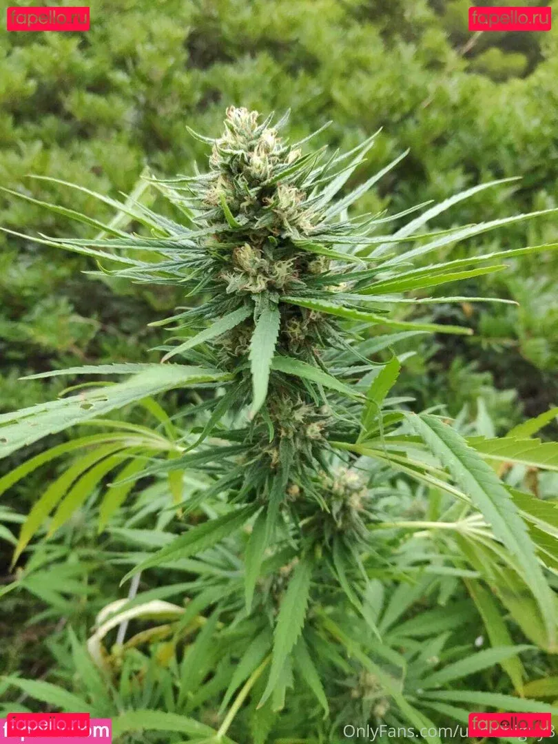 uncut88888 Onlyfans Photo Gallery 